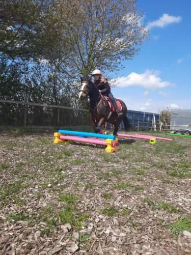 Welsh Pony af Cob-type (sec C) Chopin's Primmy billede 9