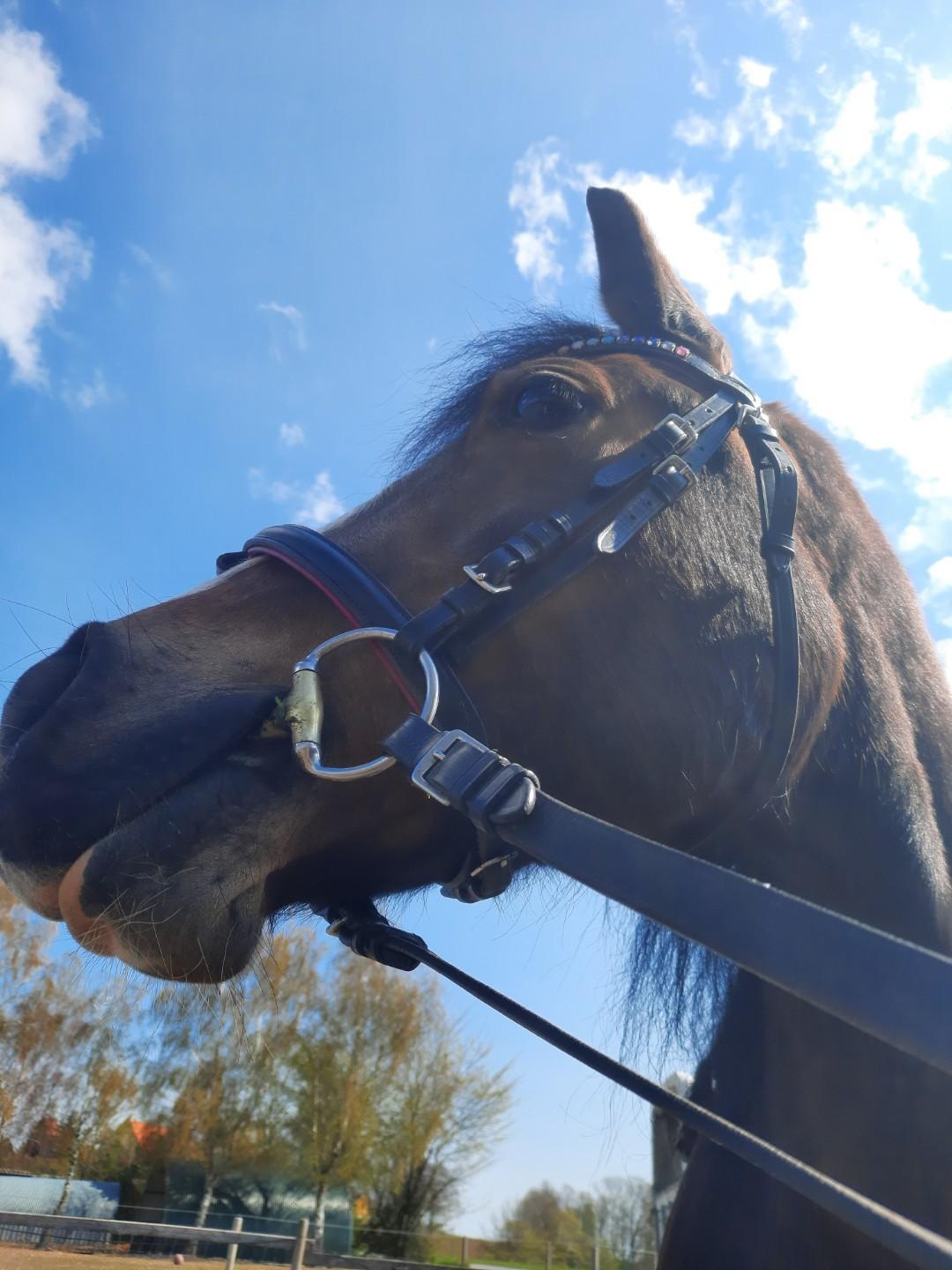 Welsh Pony af Cob-type (sec C) Chopin's Primmy billede 10