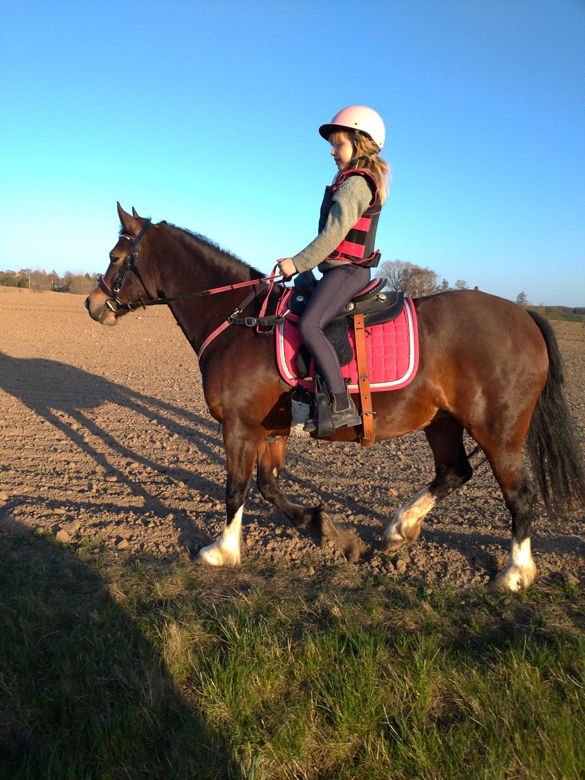 Welsh Pony af Cob-type (sec C) Chopin's Primmy billede 11