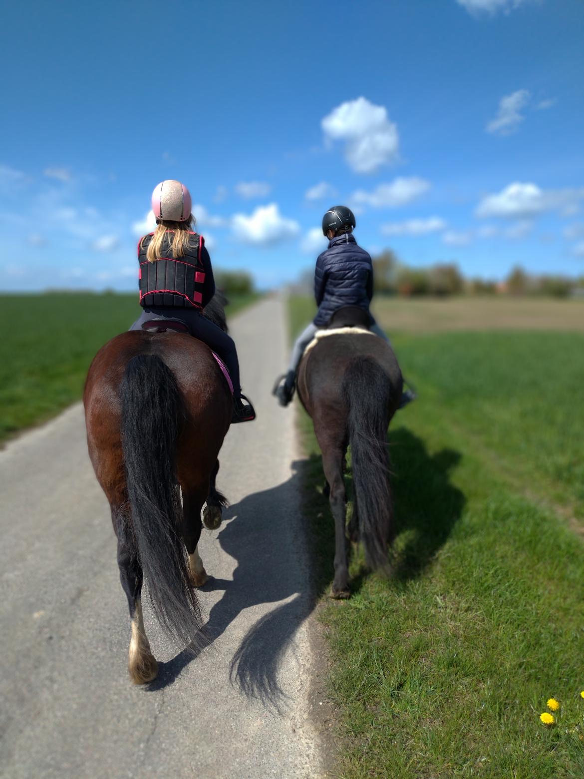 Welsh Pony af Cob-type (sec C) Chopin's Primmy billede 7