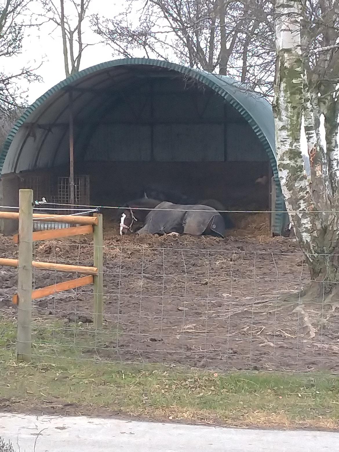 Welsh Pony af Cob-type (sec C) Chopin's Primmy billede 13