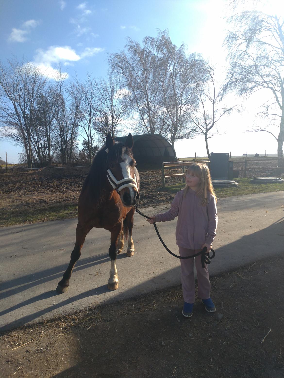 Welsh Pony af Cob-type (sec C) Chopin's Primmy billede 14