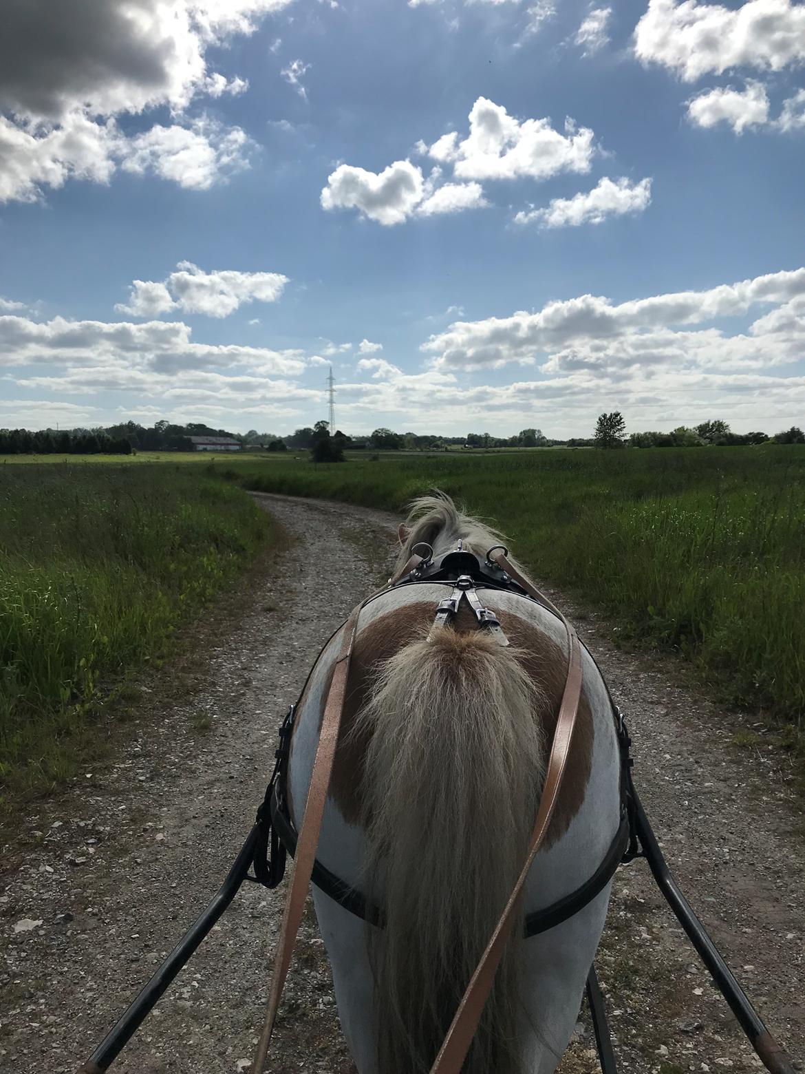 Anden særlig race Luna billede 1