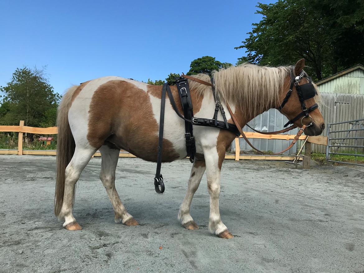 Anden særlig race Luna billede 4