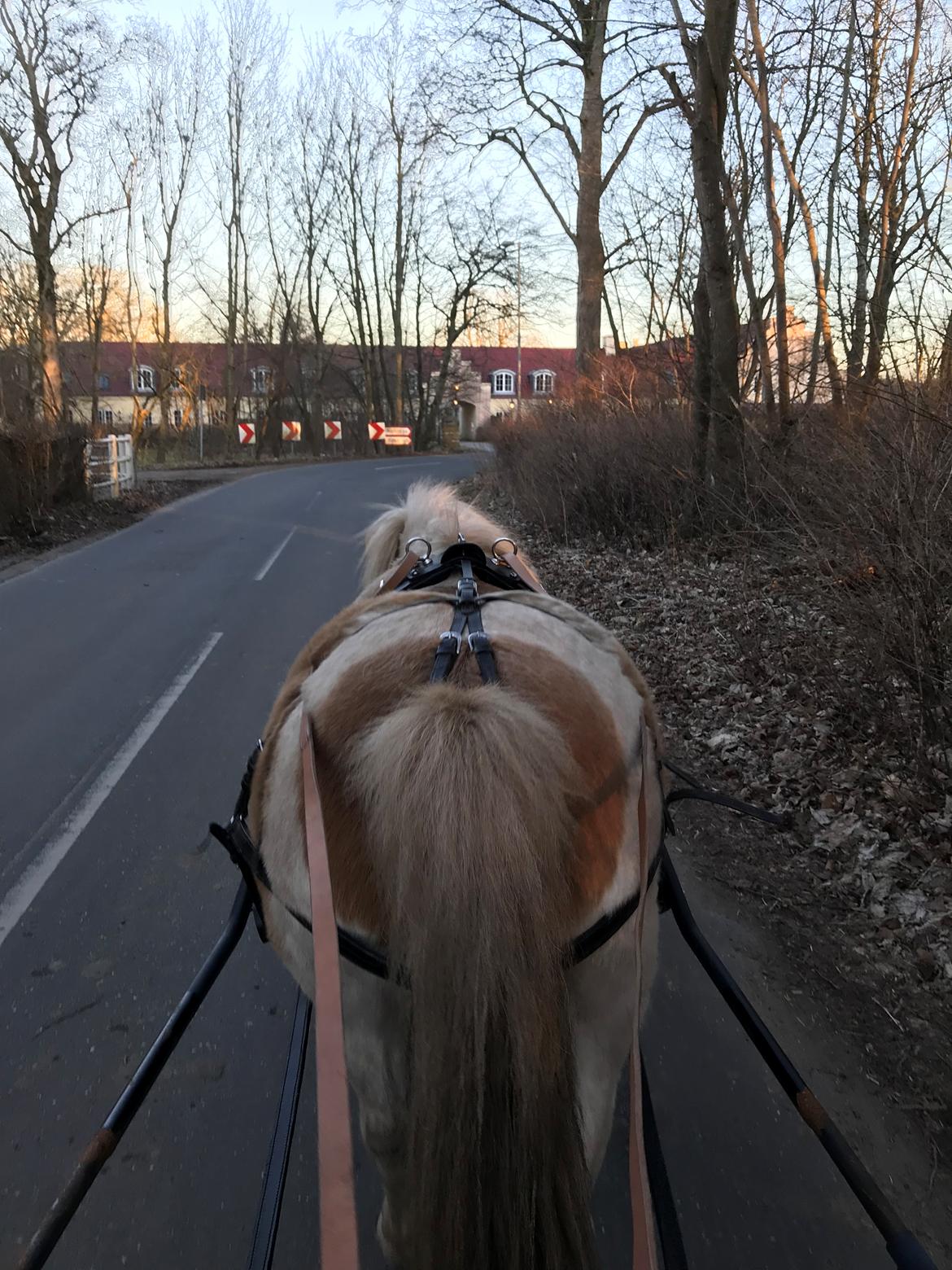 Anden særlig race Luna billede 13