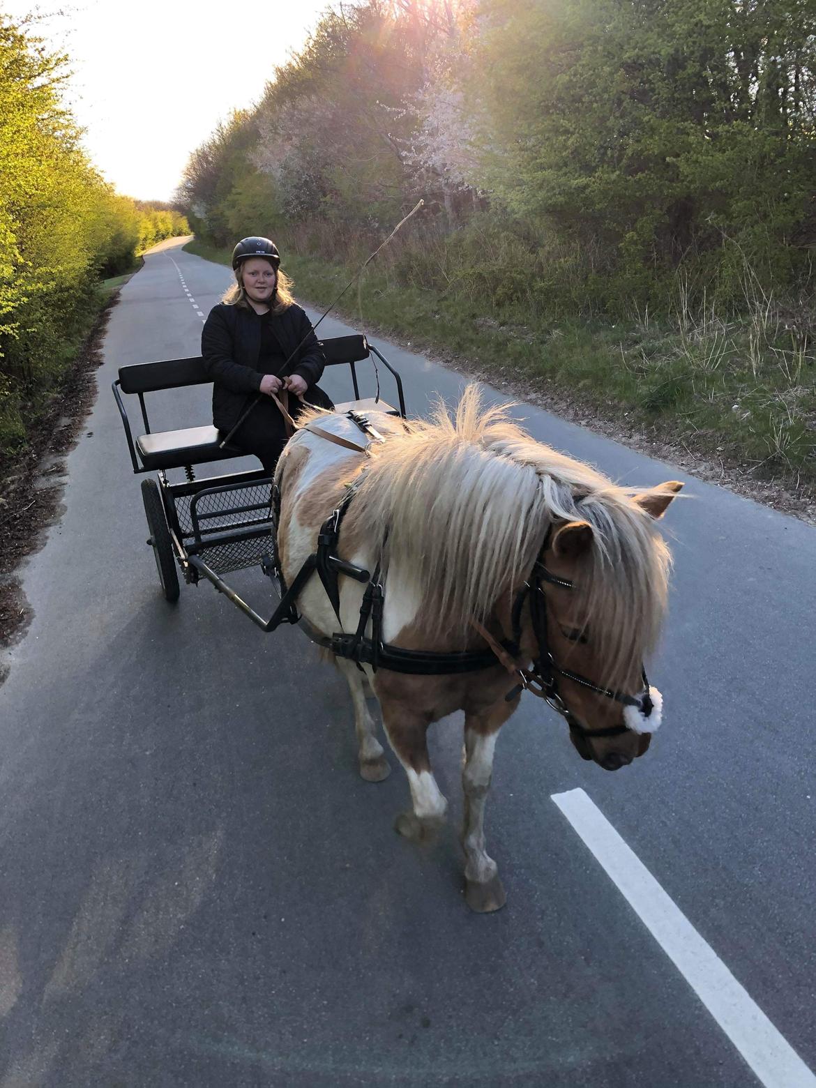 Anden særlig race Luna billede 12