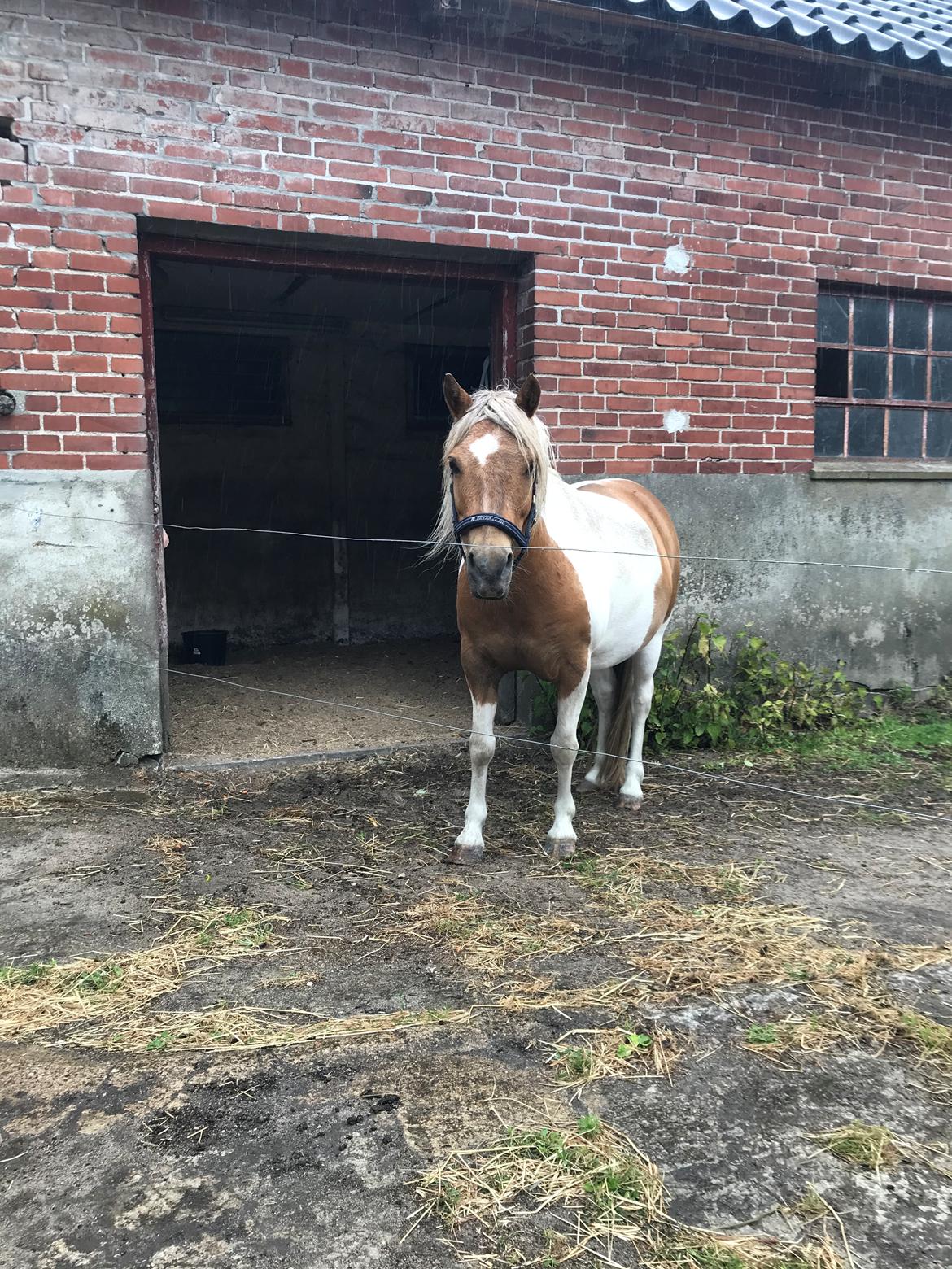 Anden særlig race Luna billede 6