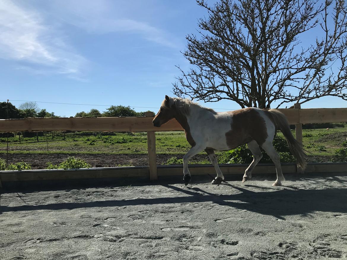 Anden særlig race Luna billede 9