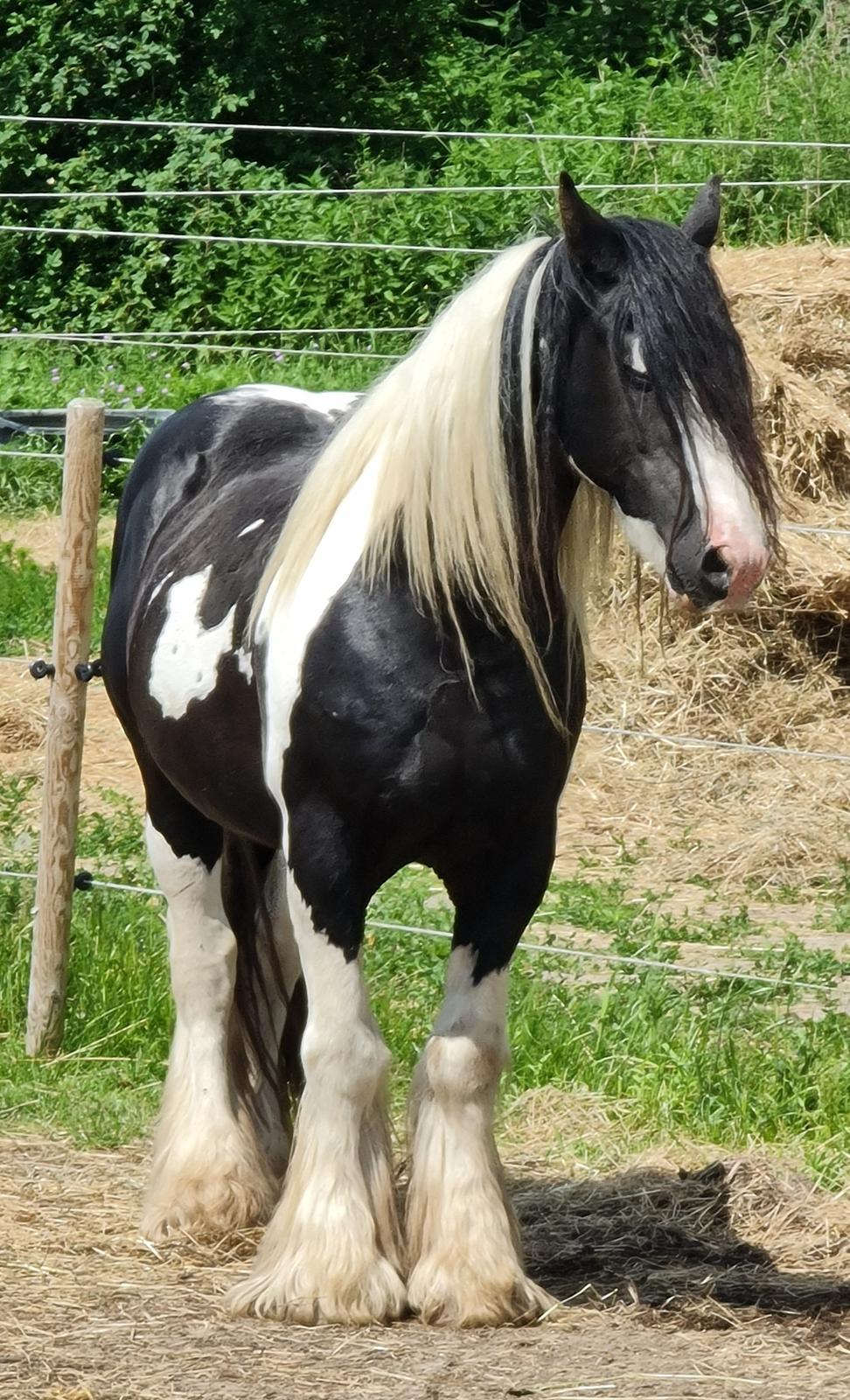 Irish Cob Trampus  billede 12