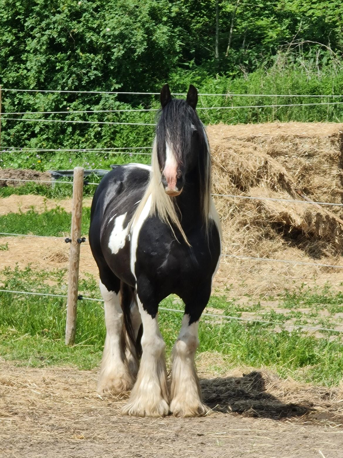 Irish Cob Trampus  billede 13