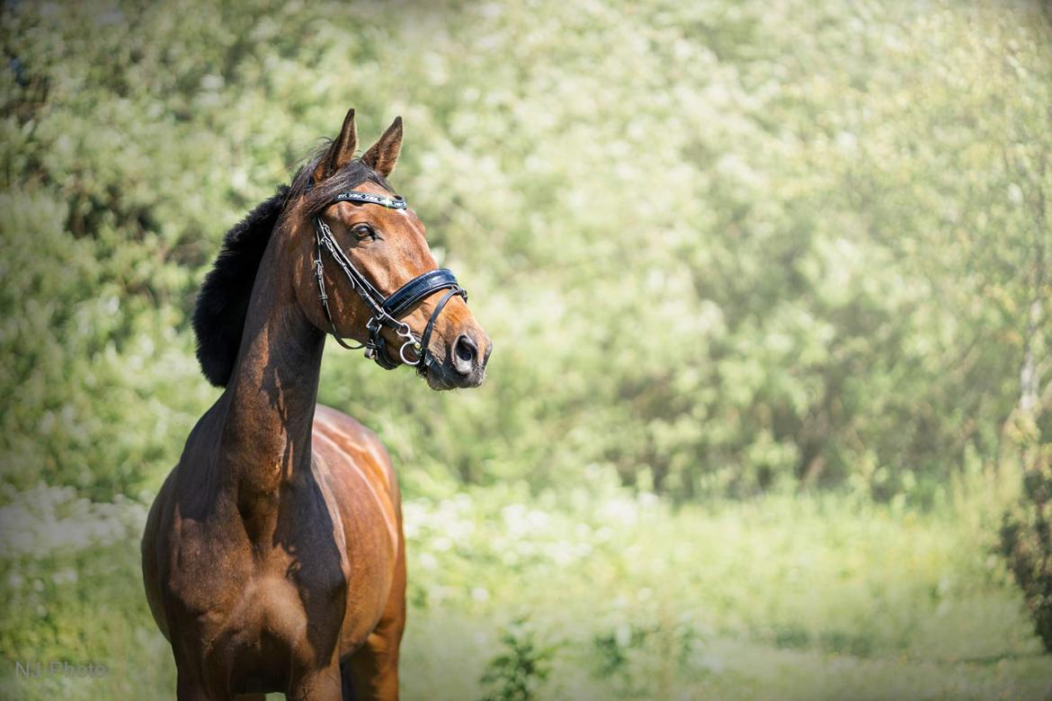 Anden særlig race Mosedalens La Prima billede 2