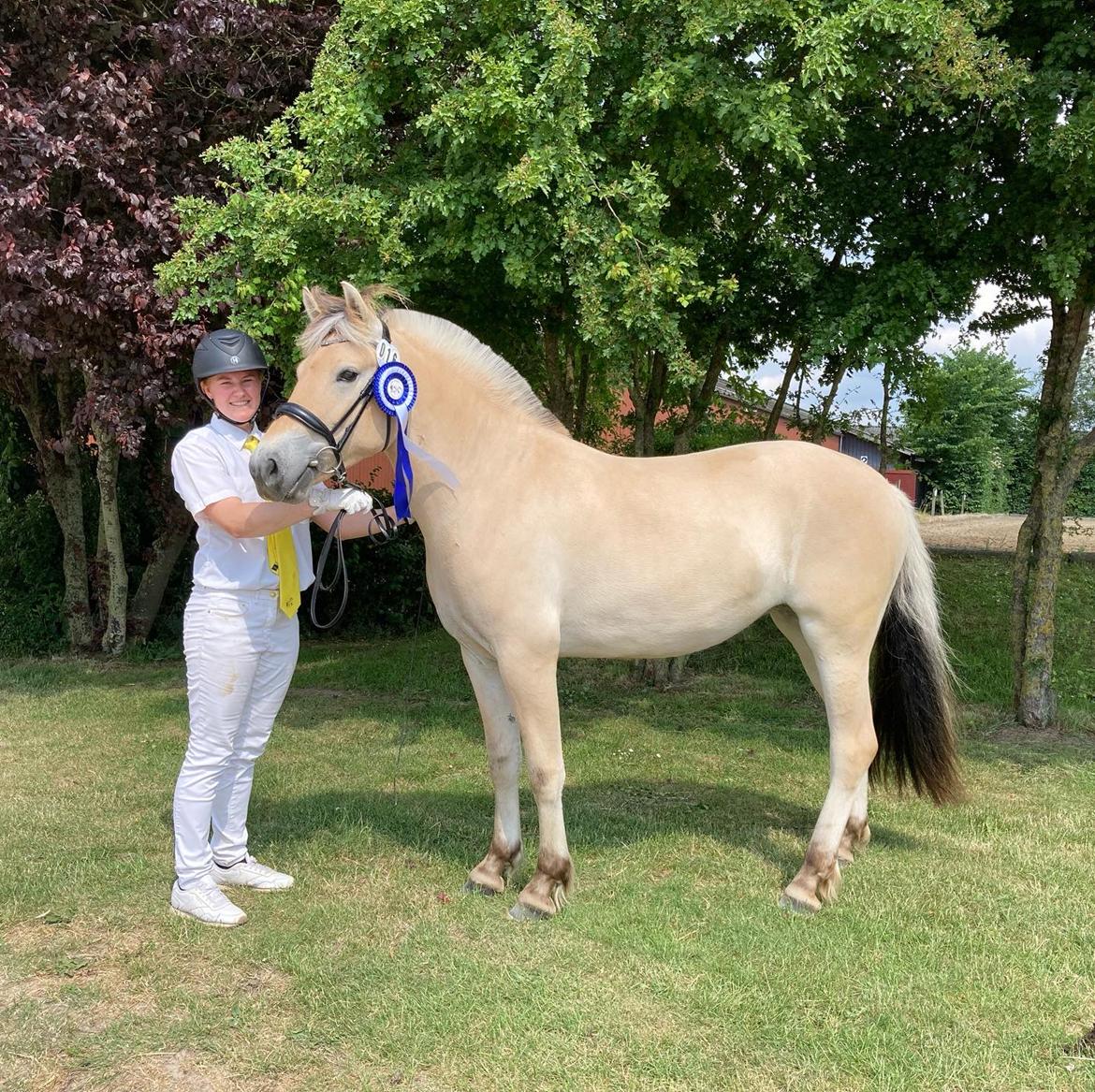 Fjordhest Lamhaves Fenja Z billede 19