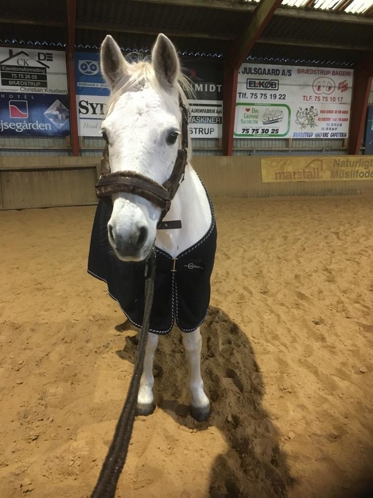 Connemara Aabæks Robin Lee (Cozmo) billede 12