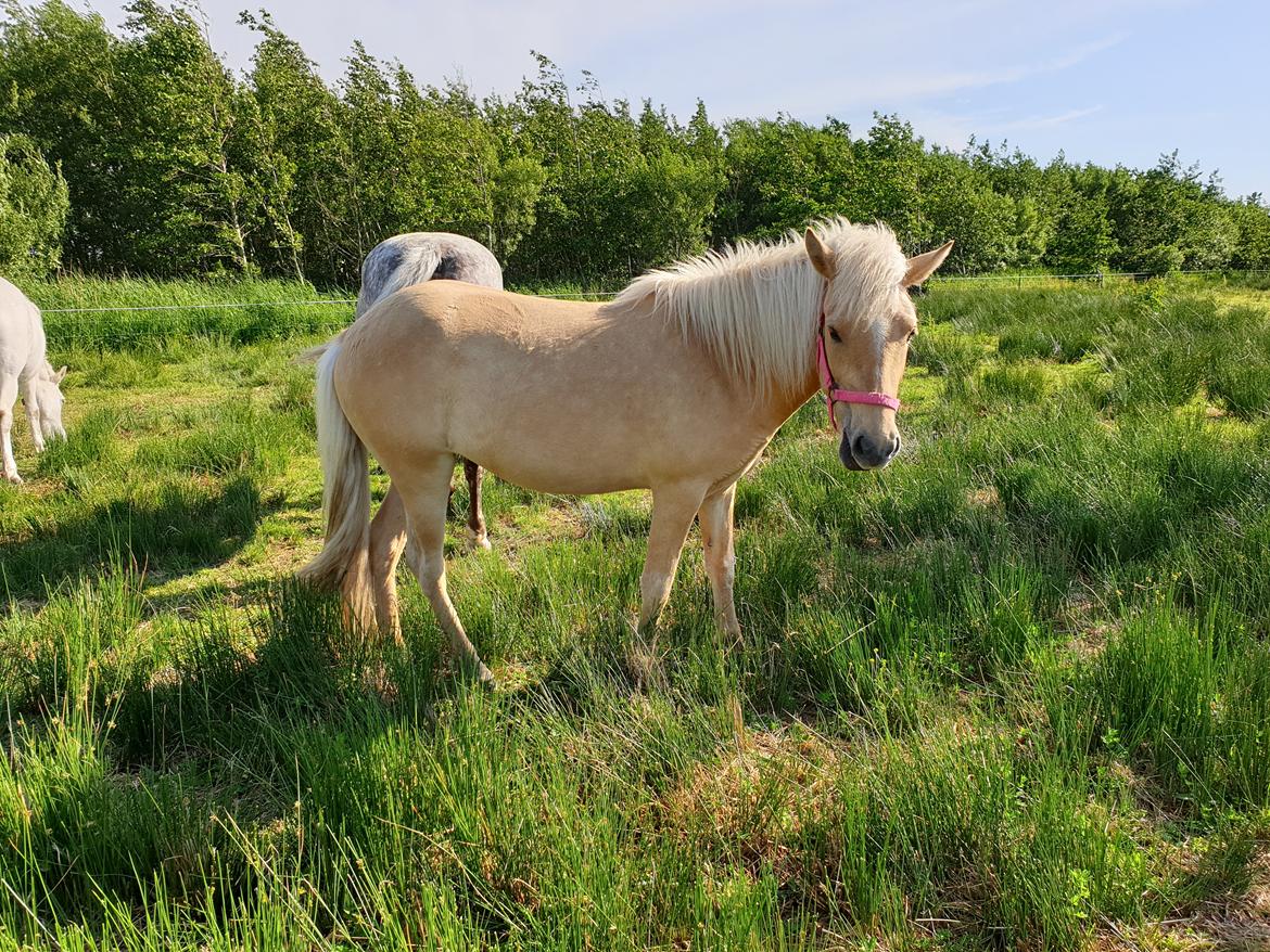 Islænder Ósk fra Haldgården SOLGT billede 4