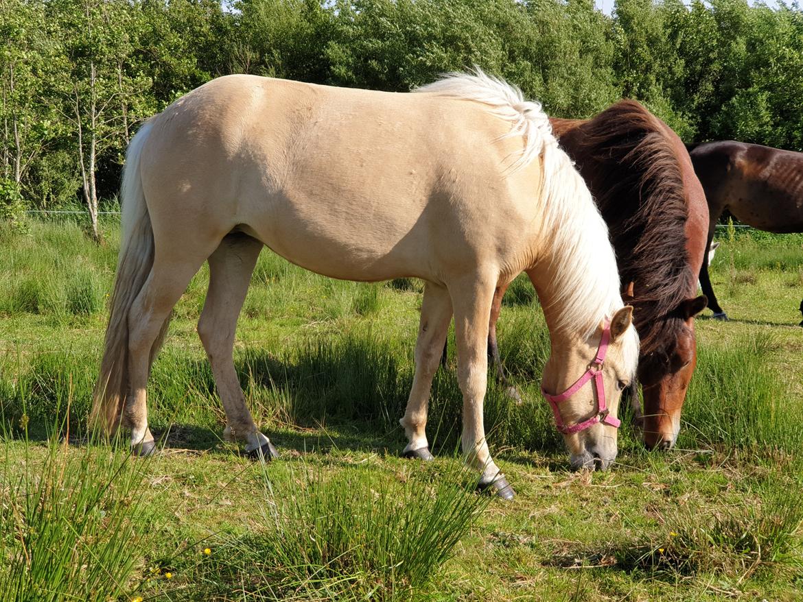 Islænder Ósk fra Haldgården SOLGT billede 3