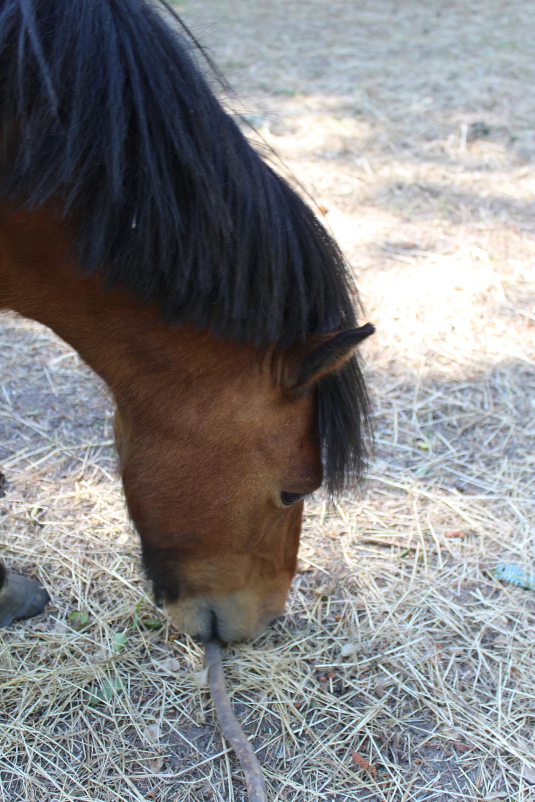 Shetlænder Thor - Juni 2021 billede 7
