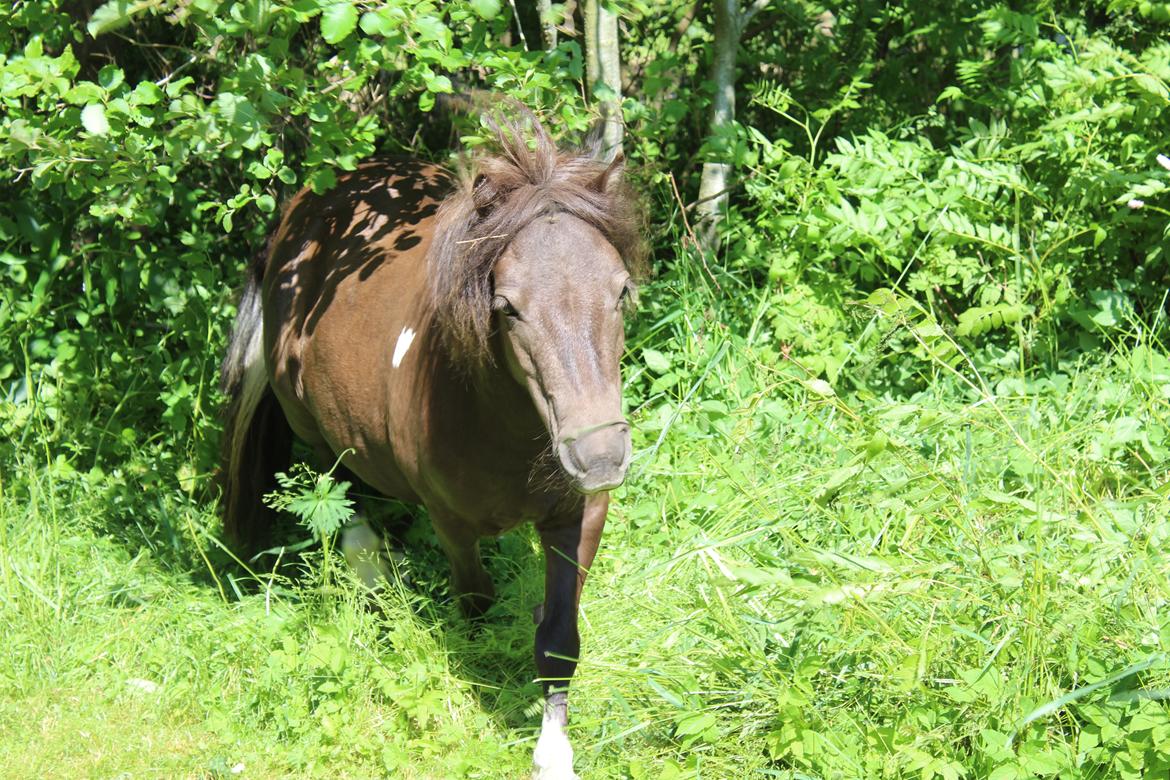 Shetlænder Coco - Juni 2021 billede 40