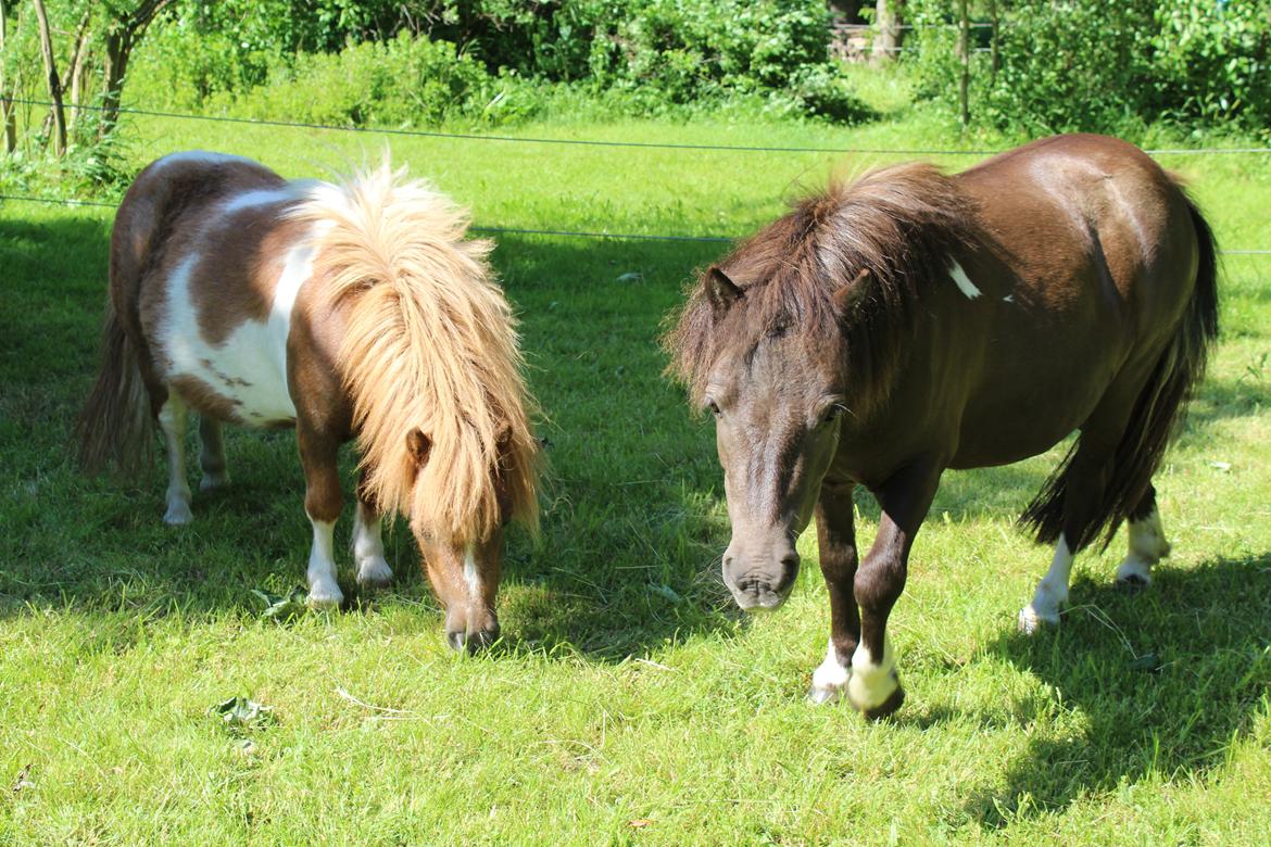 Shetlænder Coco - Juni 2021 Bella og Coco nyder solen billede 43