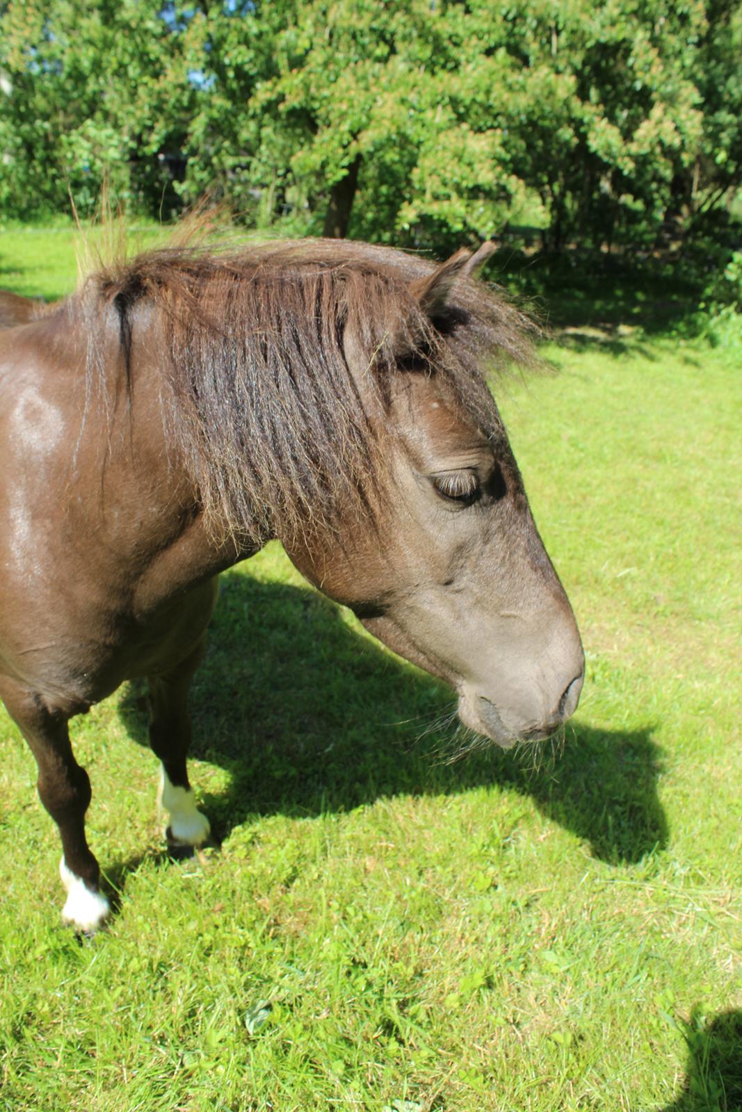 Shetlænder Coco billede 37