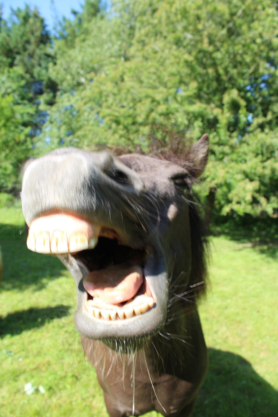 Shetlænder Coco - Juni 2021 billede 38