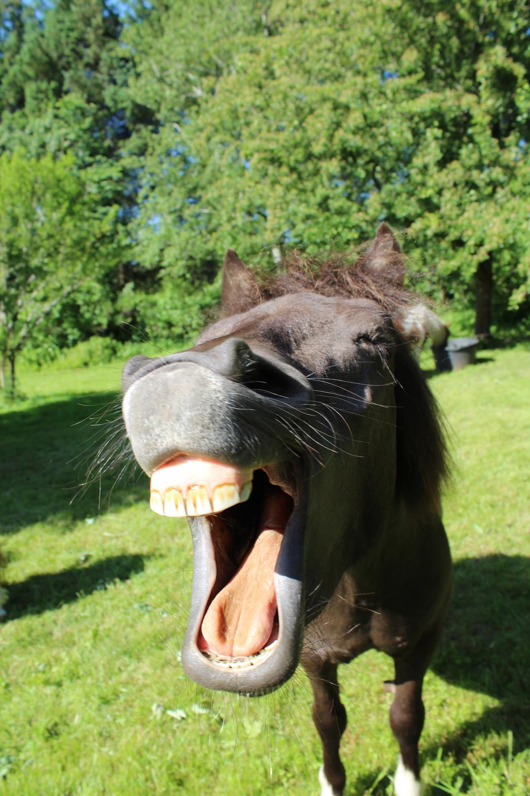 Shetlænder Coco - Juni 2021 billede 41