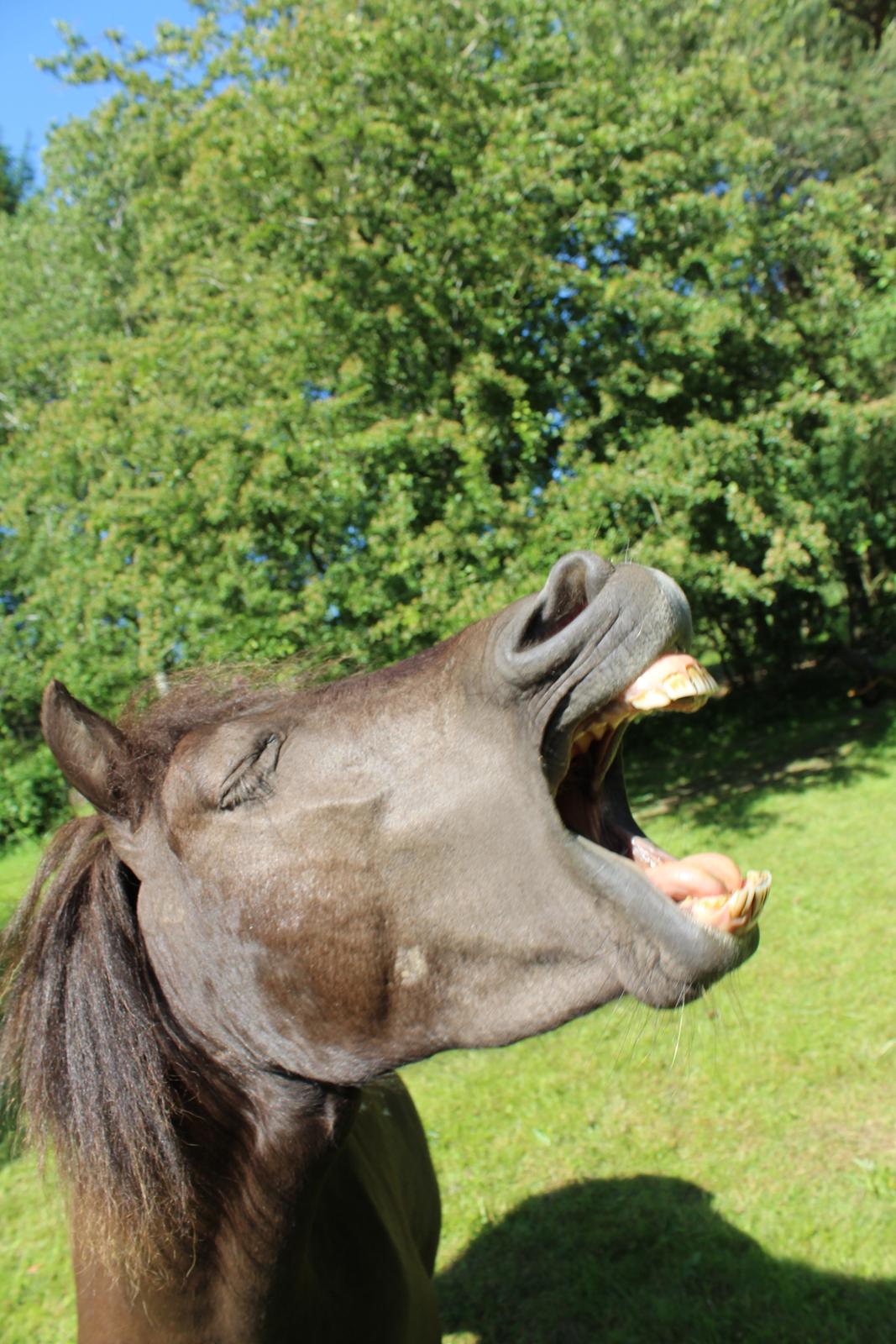 Shetlænder Coco - Juni 2021 billede 42