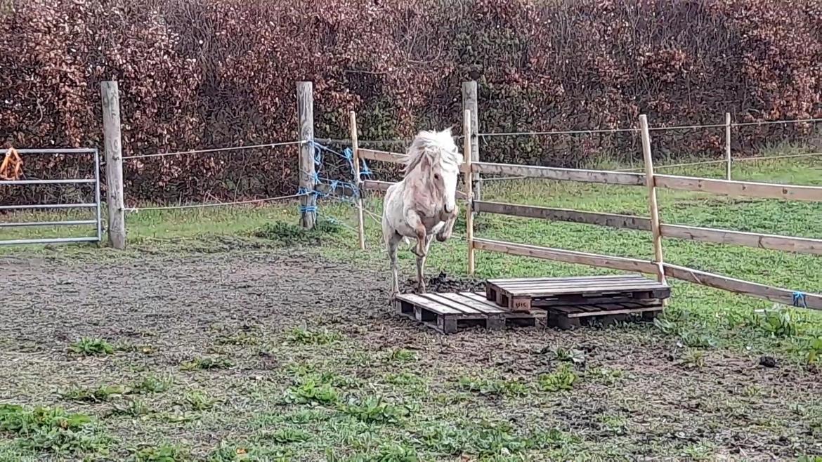 Welsh Mountain (sec A) noerrelide's Santos  billede 9