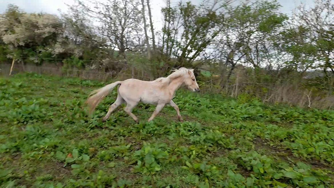 Welsh Mountain (sec A) noerrelide's Santos  billede 10