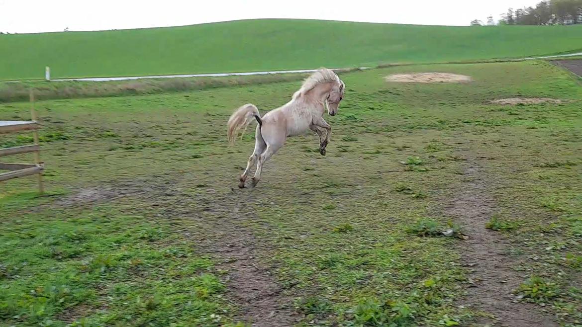 Welsh Mountain (sec A) noerrelide's Santos  billede 11