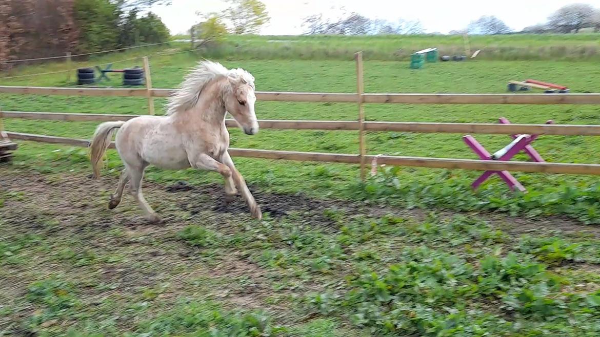 Welsh Mountain (sec A) noerrelide's Santos  billede 12