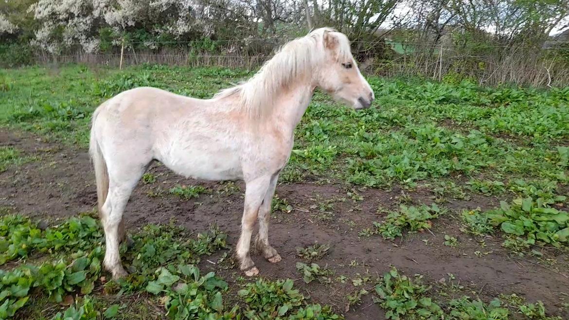 Welsh Mountain (sec A) noerrelide's Santos  billede 13