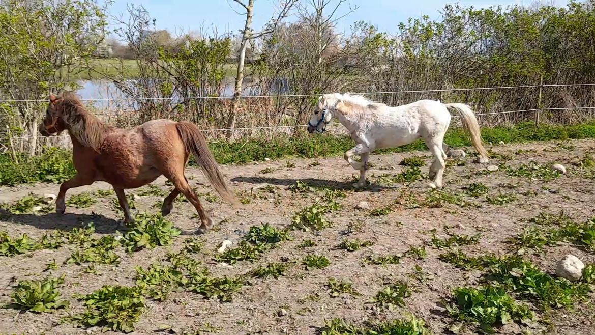 Welsh Mountain (sec A) møllegydens Lynn  billede 8