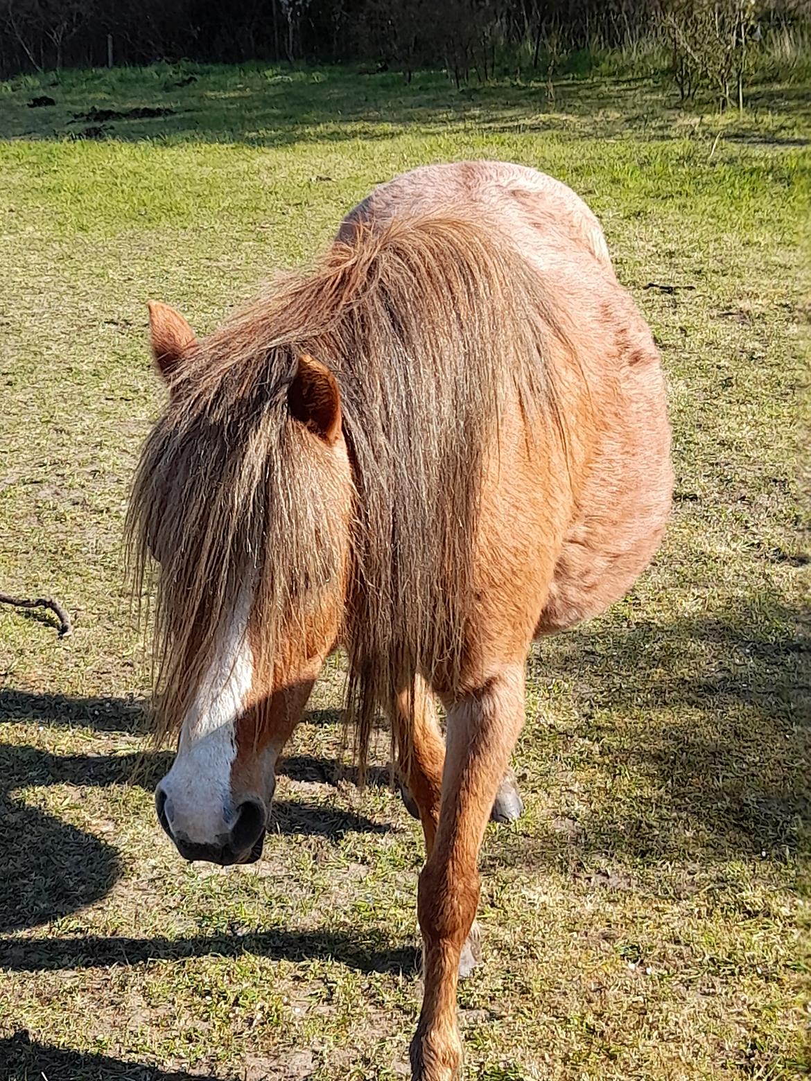 Welsh Mountain (sec A) møllegydens Lynn  billede 9