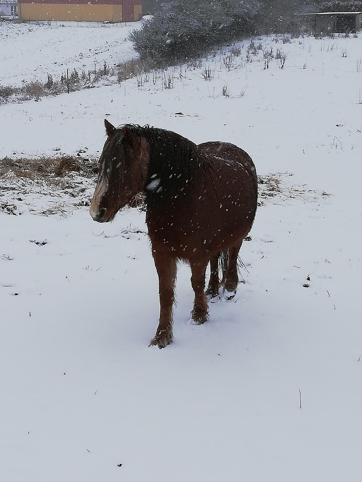 Welsh Mountain (sec A) møllegydens Lynn  billede 10