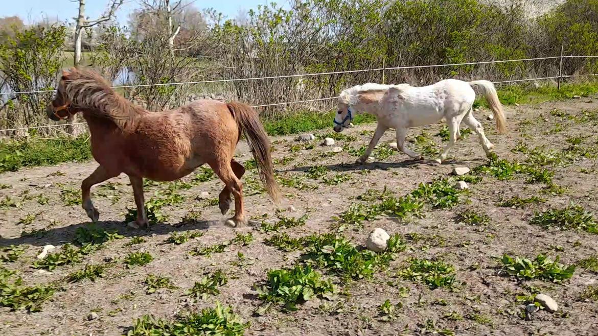Welsh Mountain (sec A) møllegydens Lynn  billede 11
