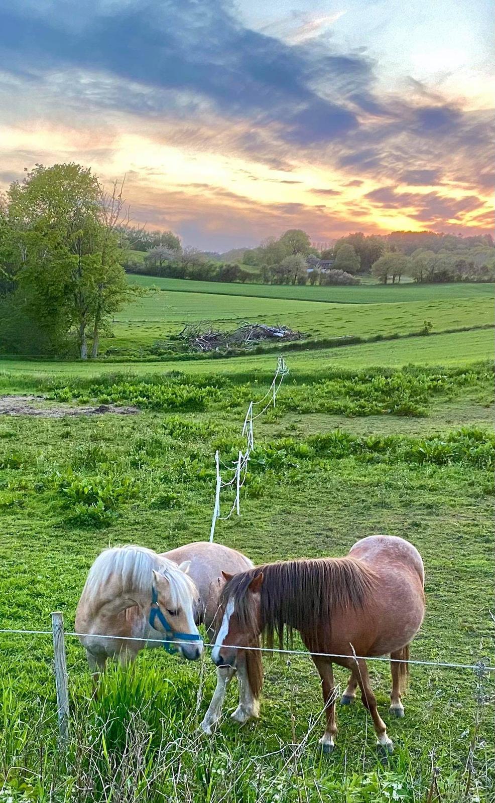 Welsh Mountain (sec A) møllegydens Lynn  billede 12
