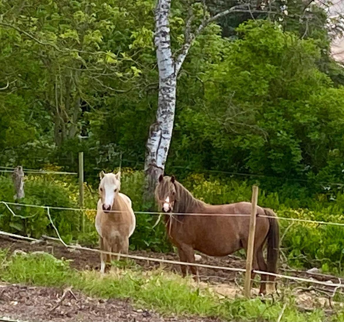 Welsh Mountain (sec A) møllegydens Lynn  billede 13