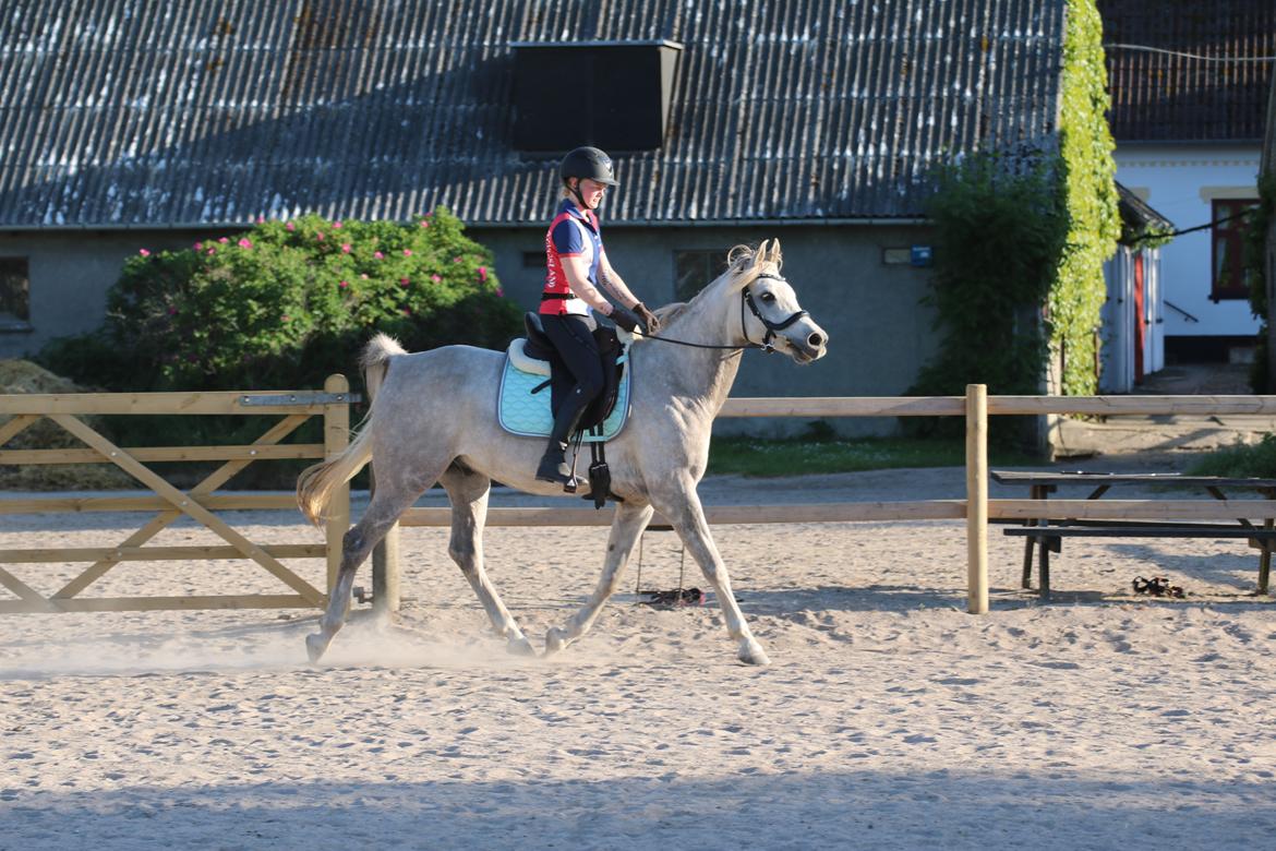 Arabisk fuldblod (OX) Rafiq ox billede 12