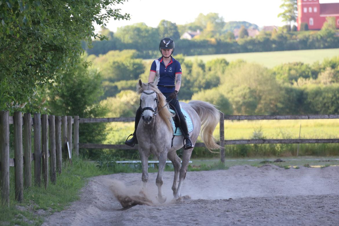 Arabisk fuldblod (OX) Rafiq ox billede 13