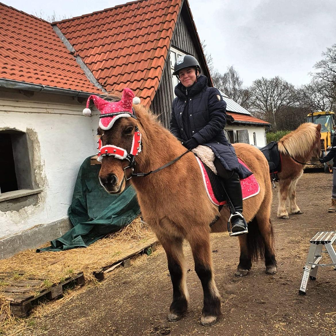 Islænder Hekladís fra Flagbjarnarholti billede 12