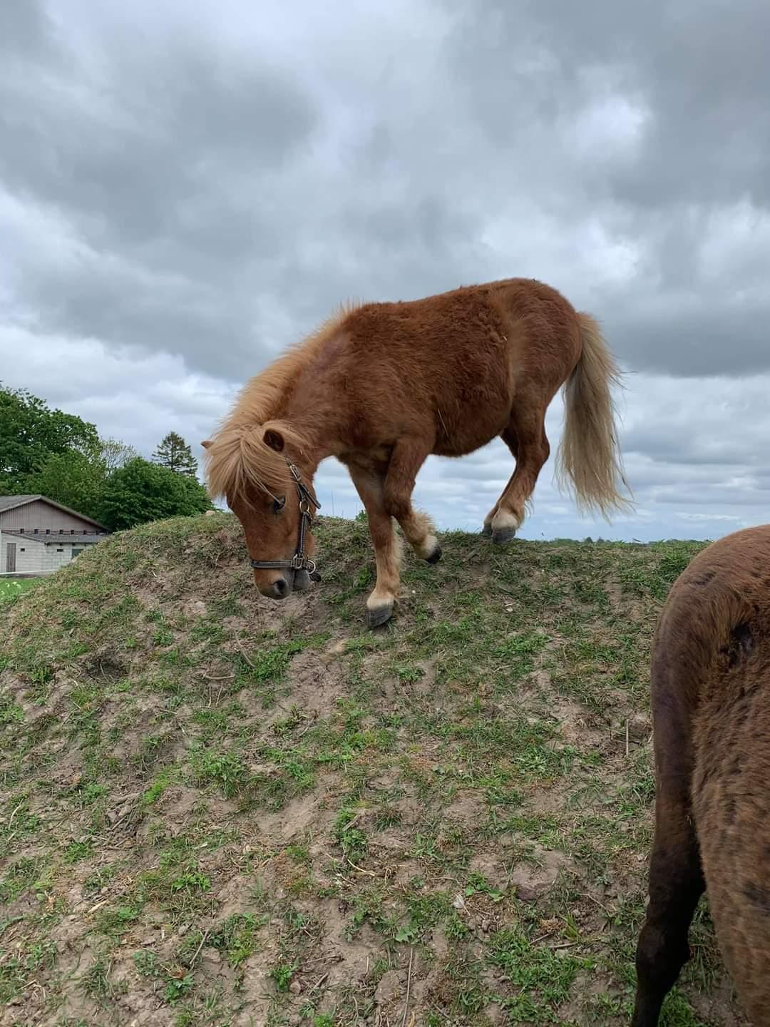 Shetlænder Høvevejs King Arthur billede 3