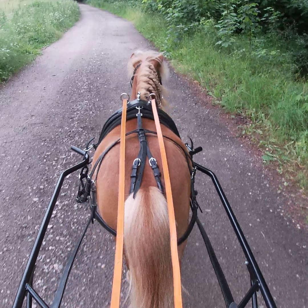 Shetlænder Høvevejs King Arthur billede 12