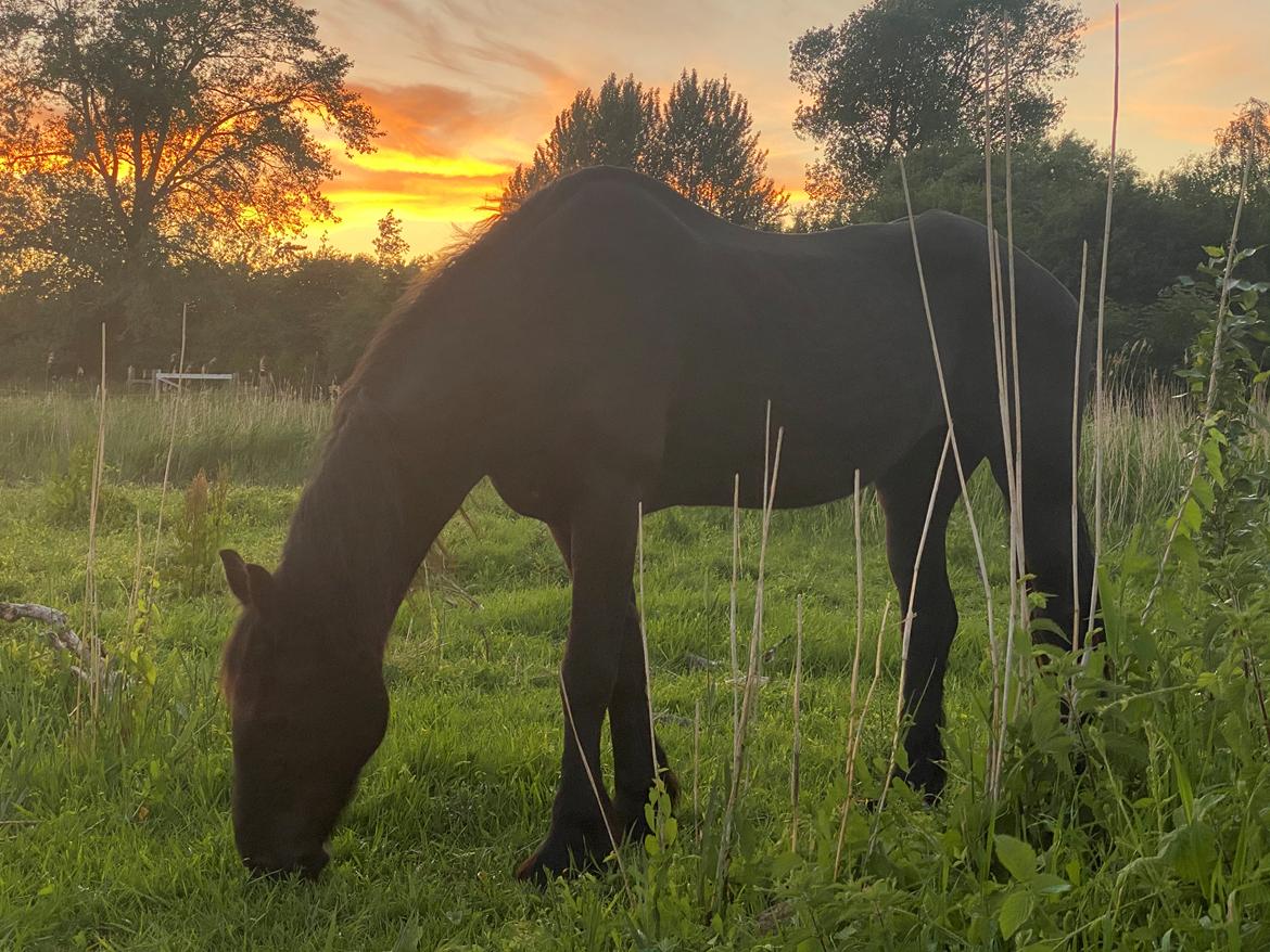 Frieser Altruida K - Soya badet i smuk solnedgang. Billedet er taget på en af hendes sidste dage :’( billede 11