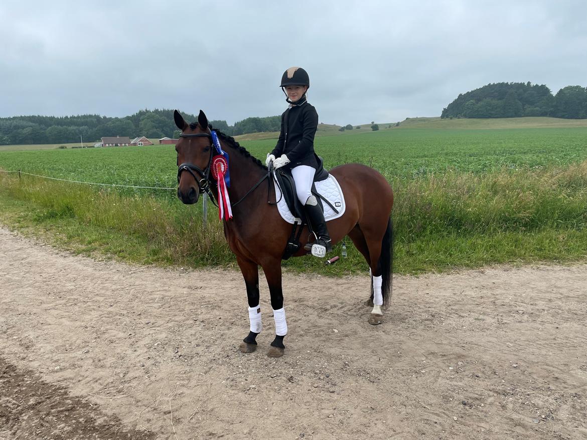 Welsh Partbred (Sec F) Rålandgårds Daya billede 10