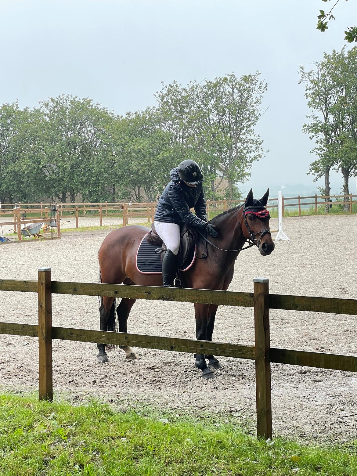 Welsh Partbred (Sec F) Rålandgårds Daya billede 11