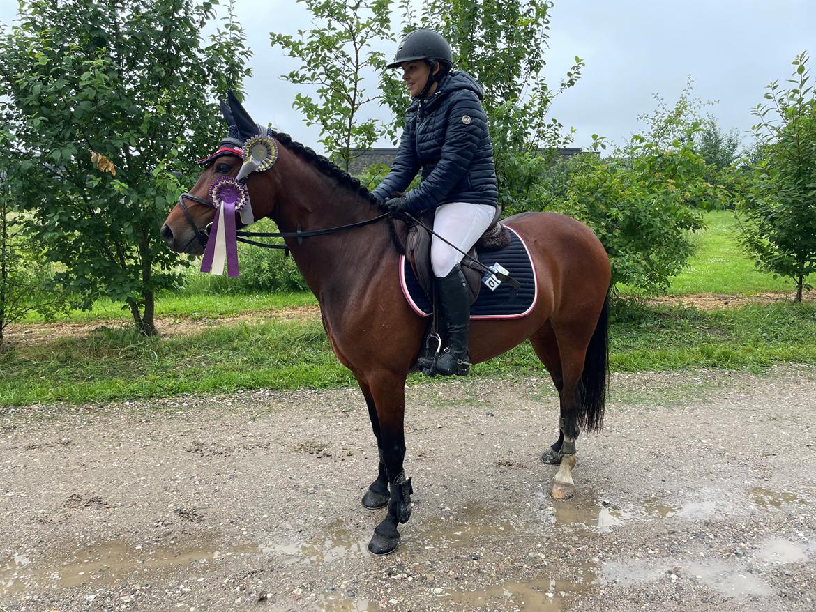 Welsh Partbred (Sec F) Rålandgårds Daya billede 12