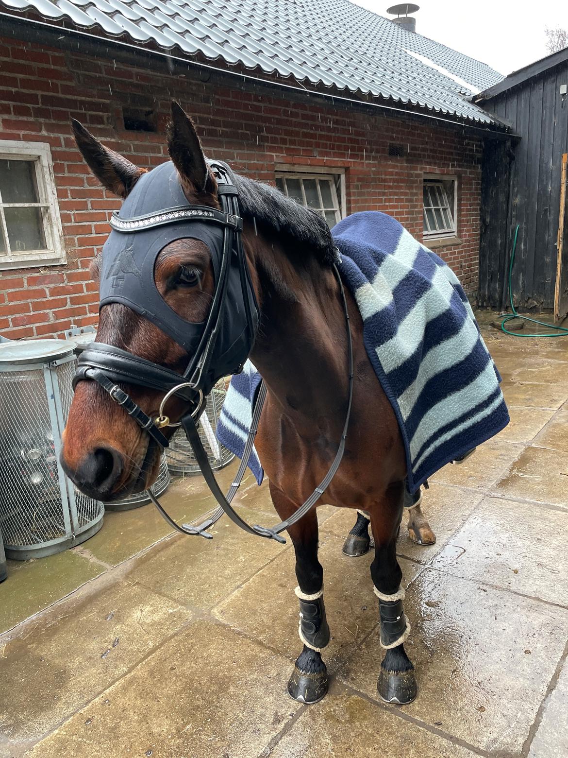 Welsh Partbred (Sec F) Rålandgårds Daya billede 16