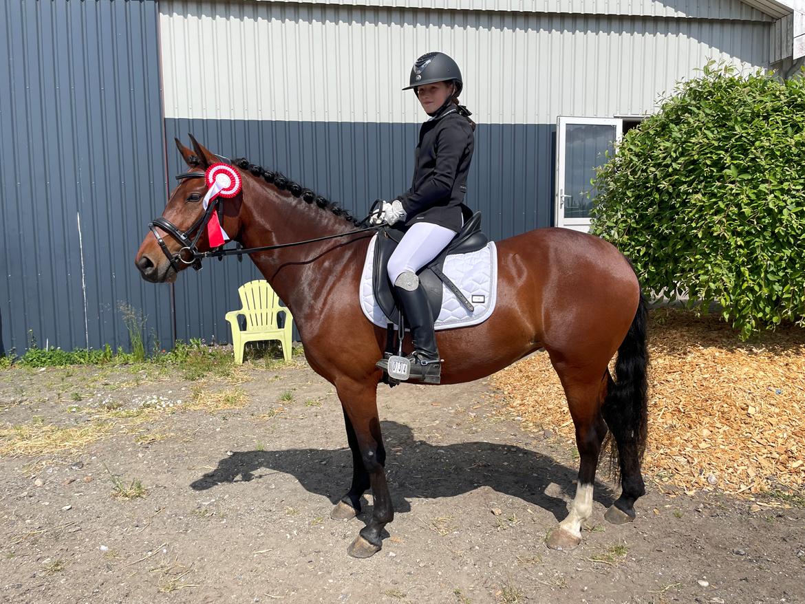 Welsh Partbred (Sec F) Rålandgårds Daya billede 17