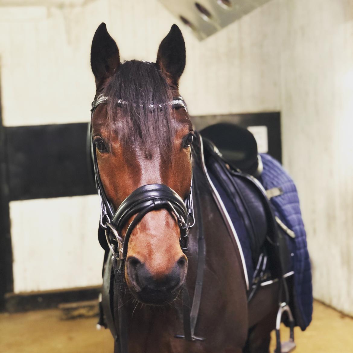 Welsh Partbred (Sec F) Rålandgårds Daya billede 15