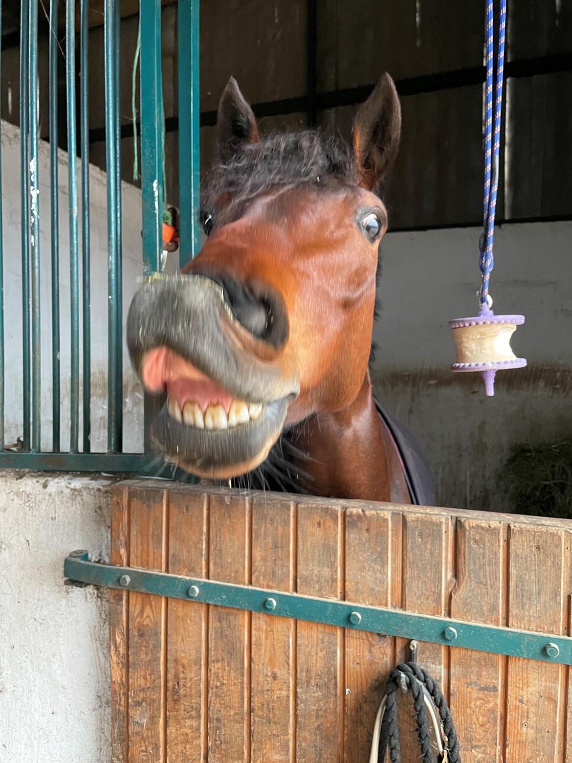 Welsh Partbred (Sec F) Rålandgårds Daya billede 19